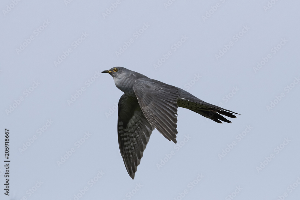 Obraz premium Common cuckoo (Cuculus canorus)