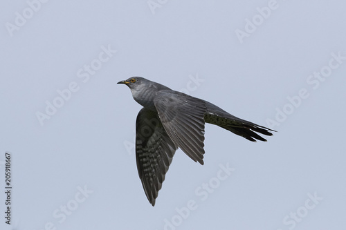 Common cuckoo (Cuculus canorus)