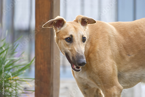 Beautiful young greyhound outdoor in the garden © nikidericks