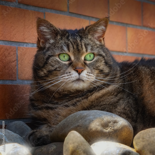 Getigerte Katze mit rundem Gesicht und grünen Augen liegt entspannt auf Steinen