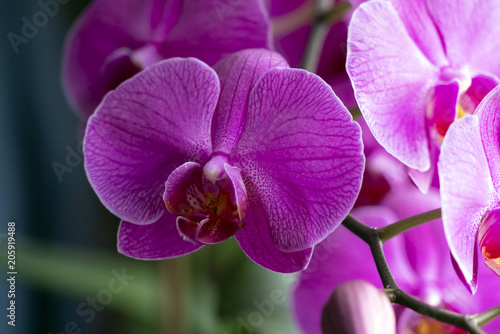 Beautiful phalaenopsis