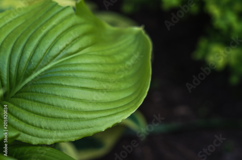 Close up of big green leaf in the garden