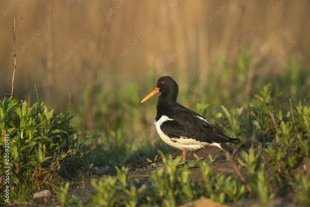 Oystercatcher_