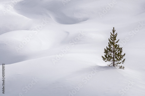 Pine tree on snowy landscape