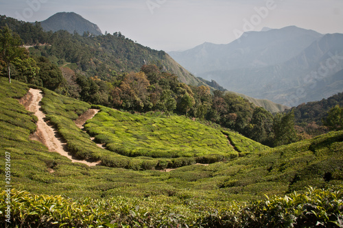 Landscape at Munnar Kerala © TheGamifiedTV