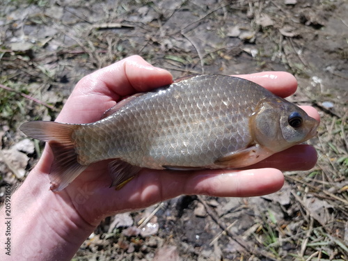 river fish crucian, catch in the fisherman's hand against the river bank