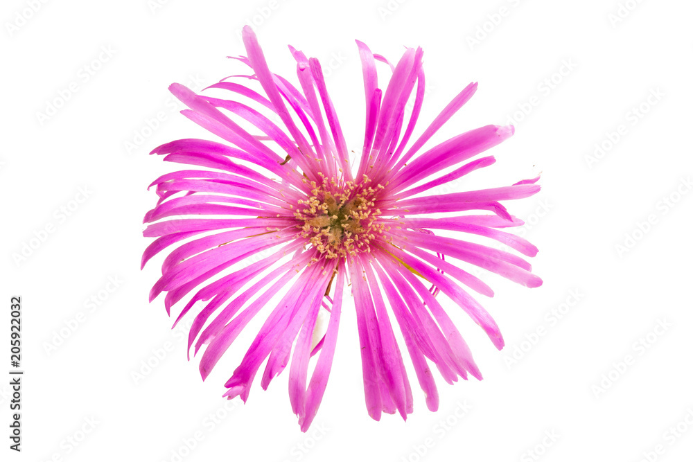 pink flower isolated