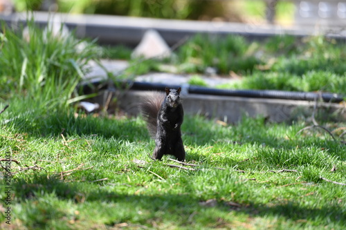 Curious black squirrel in a park in Montreal-Canada 