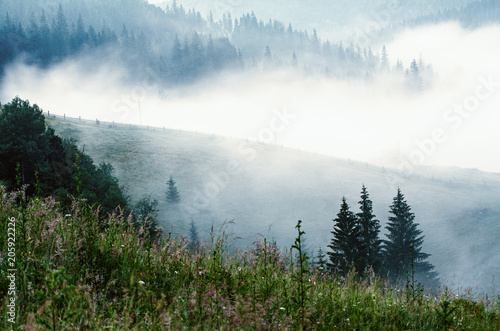 Foggy morning summer landscape, amazing hipster background with fir trees