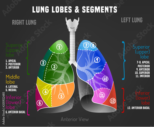 Human lungs infographic