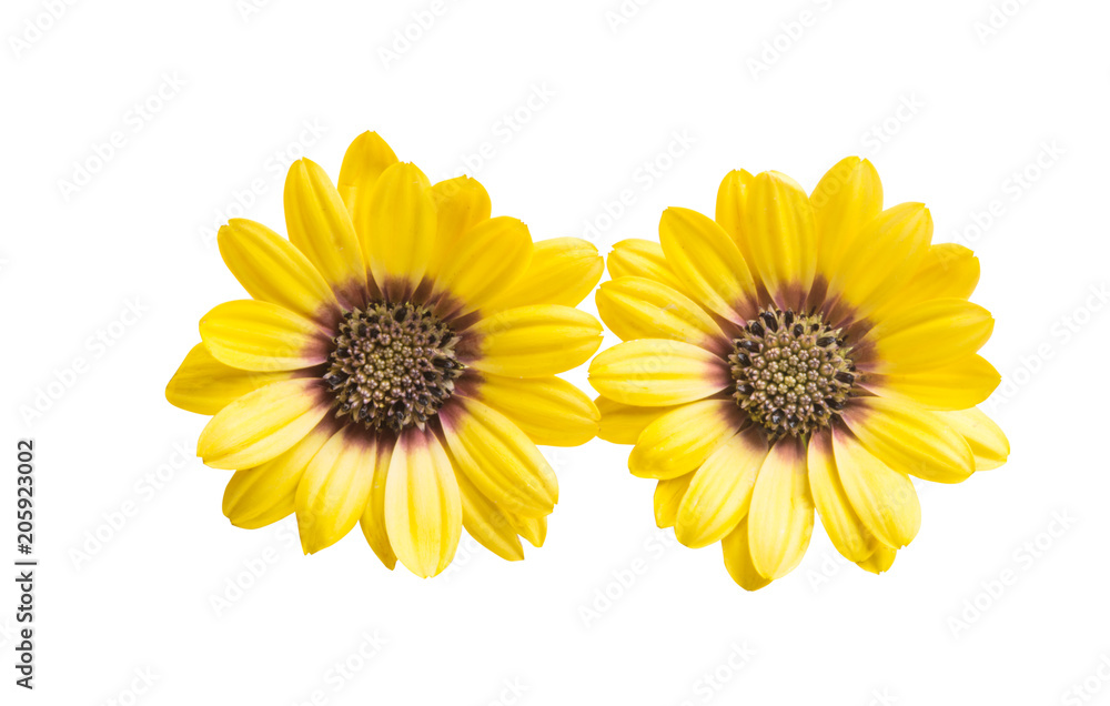 Naklejka premium Osteospermum flover yellow isolated