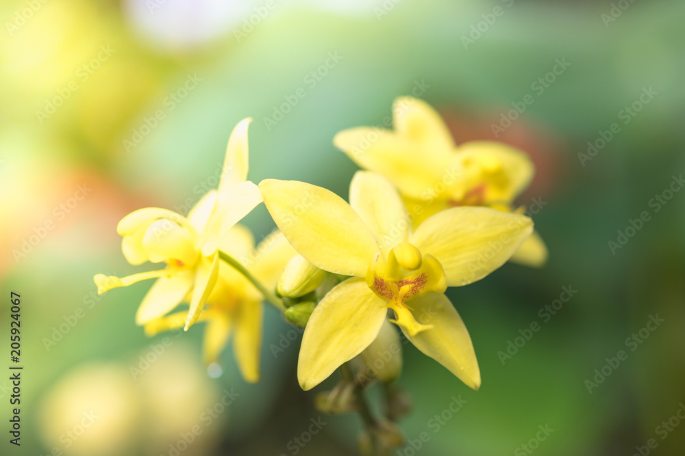 Close up of yellow orchid flower with green leaft nature background. Close up of yellow orchid flower with green leaft nature background.