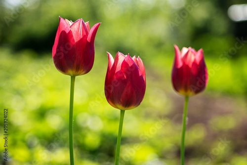 Beautiful Red Tulips. Three Red Tulips on blurred green grass background.