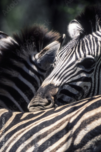 Plains Zebra  Equus burchellii  Hluhluwe National Park  Kwa-Zulu Natal  South Africa