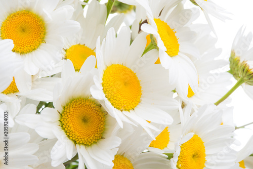 Fototapeta Naklejka Na Ścianę i Meble -  bouquet of camomiles close-up isolated