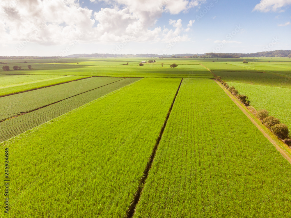 Australian Sugarcane Fields and Landscape