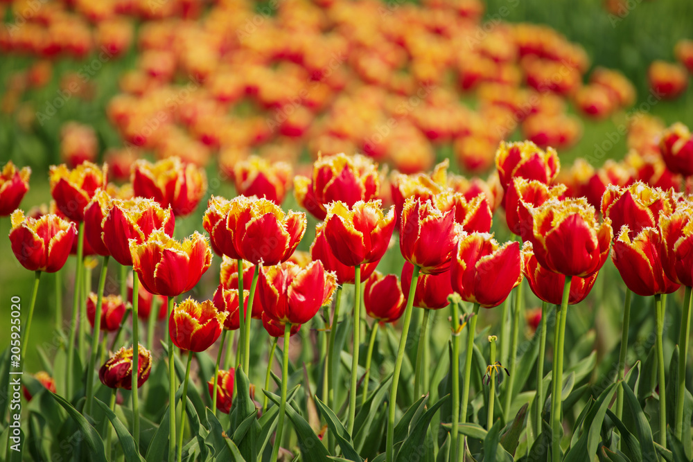 Spring sunny meadow with orange red tulip flowers, floral natural seasonal easter background with copy space Spring sunny meadow with orange red tulip flowers, floral natural seasonal easter background with copy space