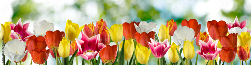 Fototapeta premium beautiful tulip flowers in the garden