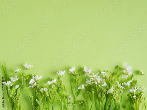 Small white wild flowers on green background  top view  flat lay. concept spring  summer  Mother s Day holiday  March 8. 