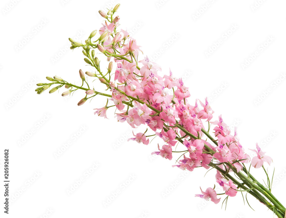Wild flowers isolated Wild flowers isolated