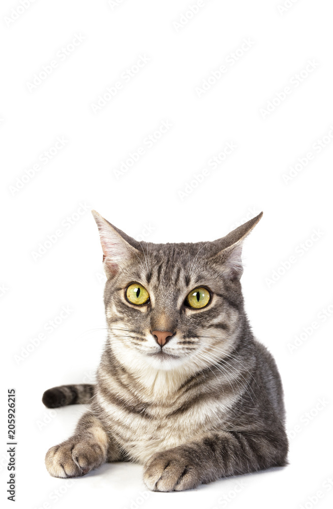 Retrato de gato en fondo blanco