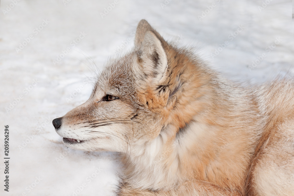 Young corsac fox close up. Animals in wildlife.