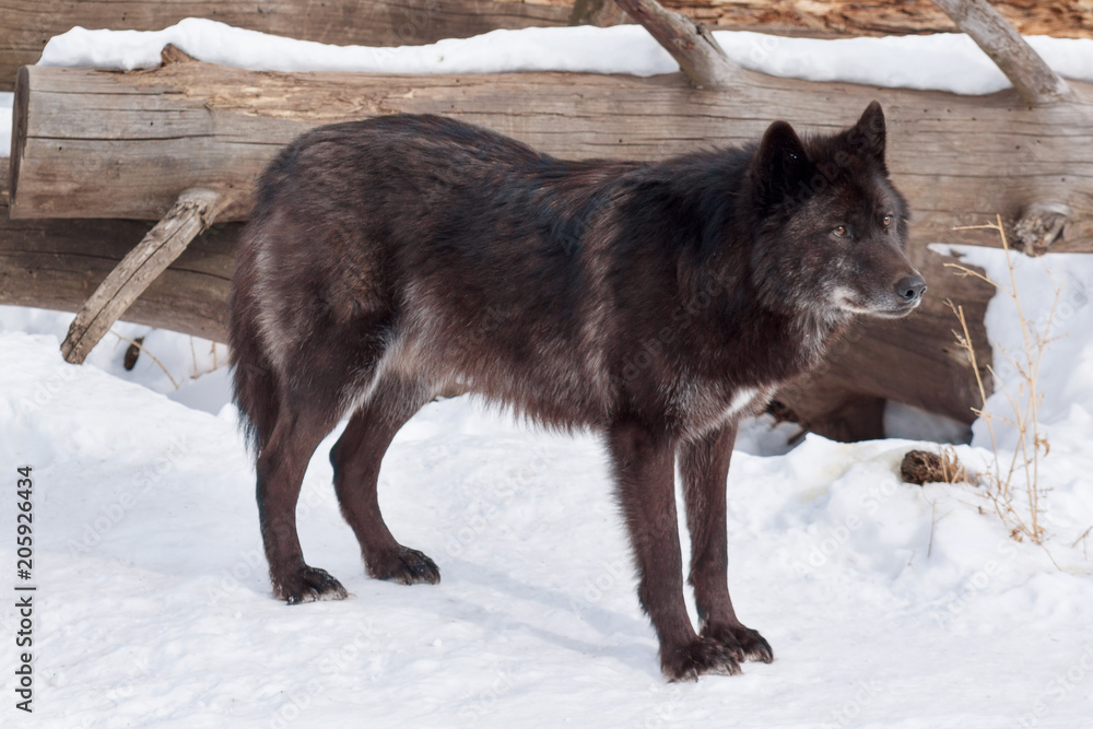 Fototapeta premium Wild black canadian wolf is standing on white snow. Animals in wildlife.