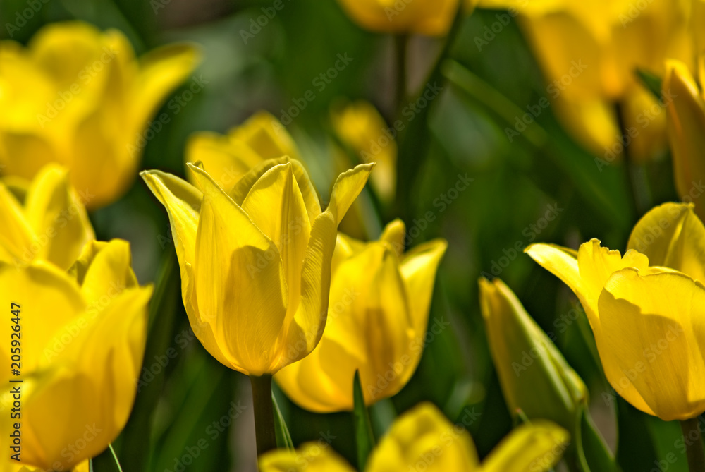 image of beautiful flowers tulips close-up image of beautiful flowers tulips close-up