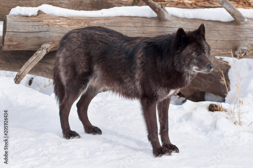 Wild black canadian wolf is standing on white snow. Animals in wildlife. © tikhomirovsergey