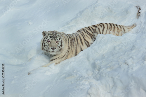 Wild white bengal tiger is lying on white snow.