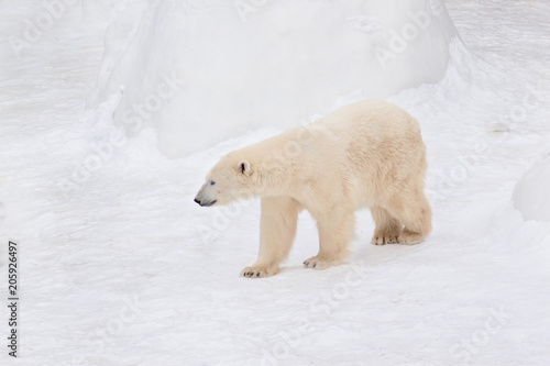 Large polar bear is walking on white snow. Animals in wildlife.