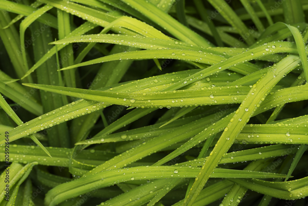 Fototapeta premium Fresh green grass with dew drops close up.