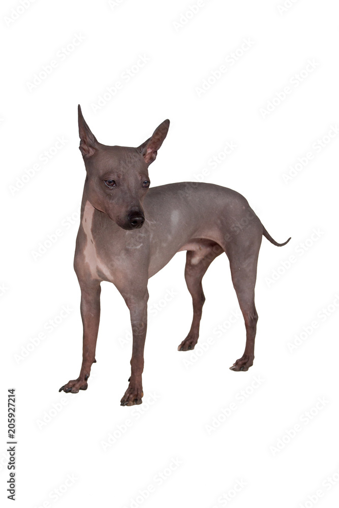 Cute american hairless terrier isolated on white background. Pet animals.