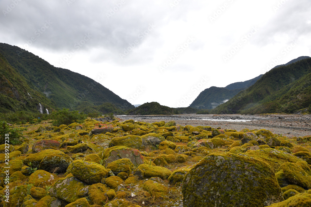 Fototapeta premium Regenwald in Neuseeland