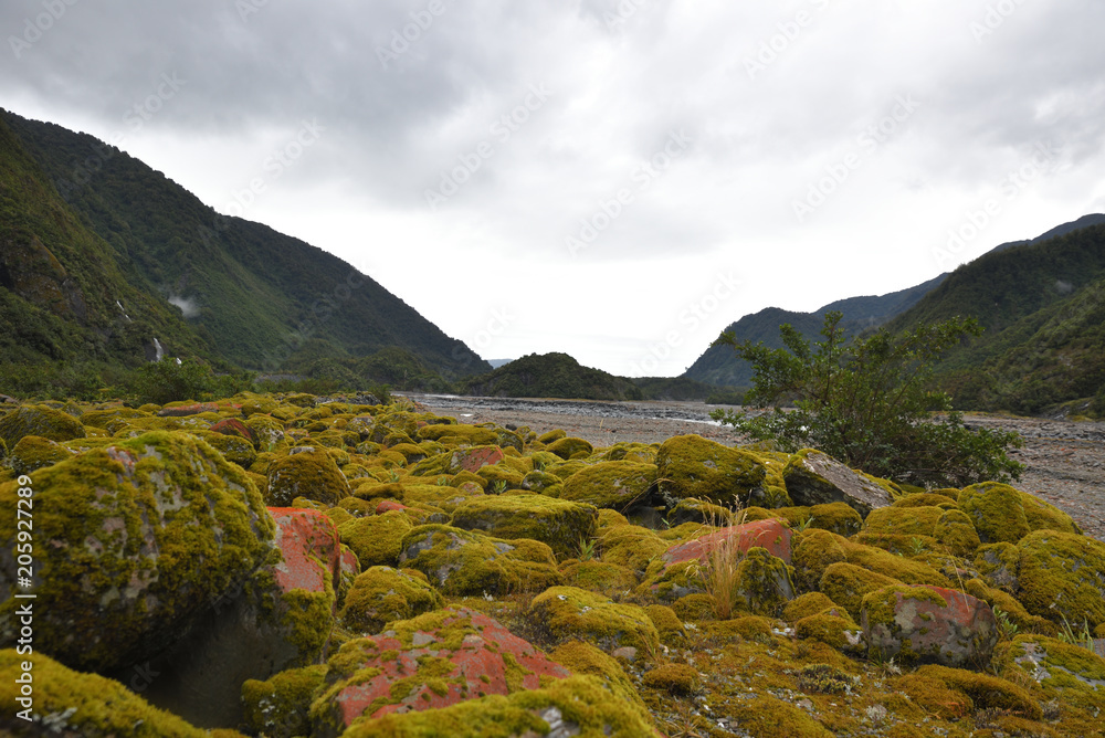 Naklejka premium Regenwald in Neuseeland