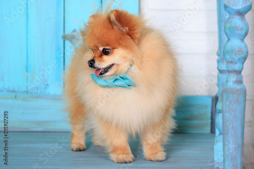 Cute pomeranian puppy in beautiful blue bow tie. Closeup.