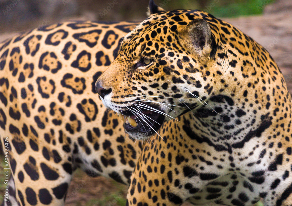Jaguar in Amazon rain forest Jaguar in Amazon rain forest