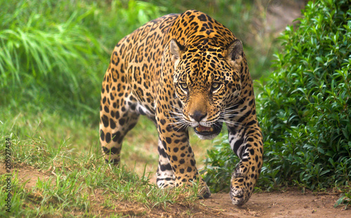 Obraz na plátne Jaguar in Amazon rain forest