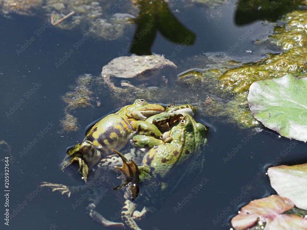 Fototapeta premium Teichfrösche kämpfen um Weibchen - Frogs fight for females