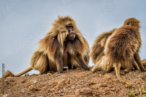 Gelada baboon male with his family in the Simien Mountains in Ethiopia