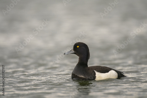 Tufted duck_