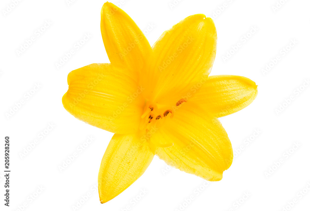 yellow lily isolated