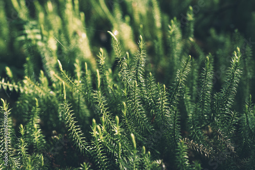 Abstract natural background with green moss in the forest. Seasonal spring eco concept