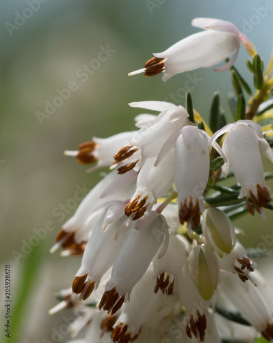 White Erica heather flowers in the garden close up