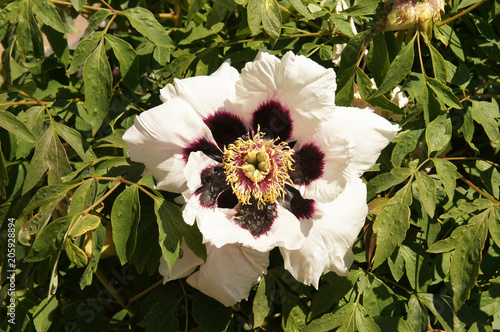 Paeonia suffruticosa ezra pound white flowers with purple photo