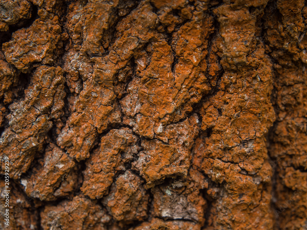 Background, texture, wood. Background, texture, wood.