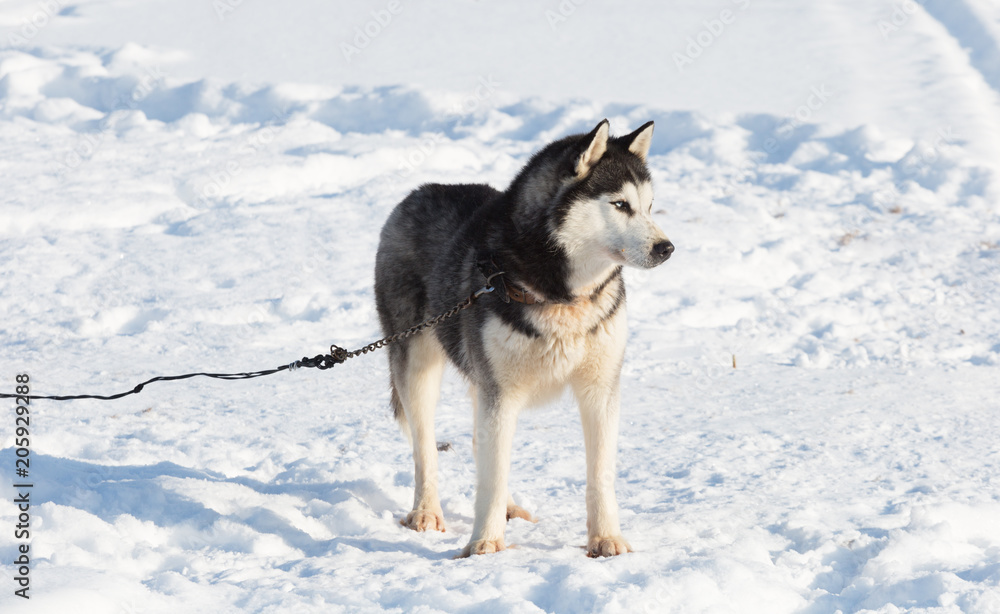 Husky dog standing in the snow