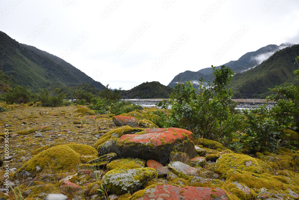 Naklejka premium Regenwald in Neuseeland