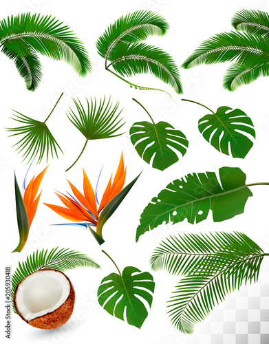 Set of tropical leaves and exotic flowers isolated on transparent background. Vector illustration.