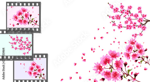Sakura. curved branches of a cherry tree with purple small flowers and cherry buds and close-up. Frames on a different color background. illustrator